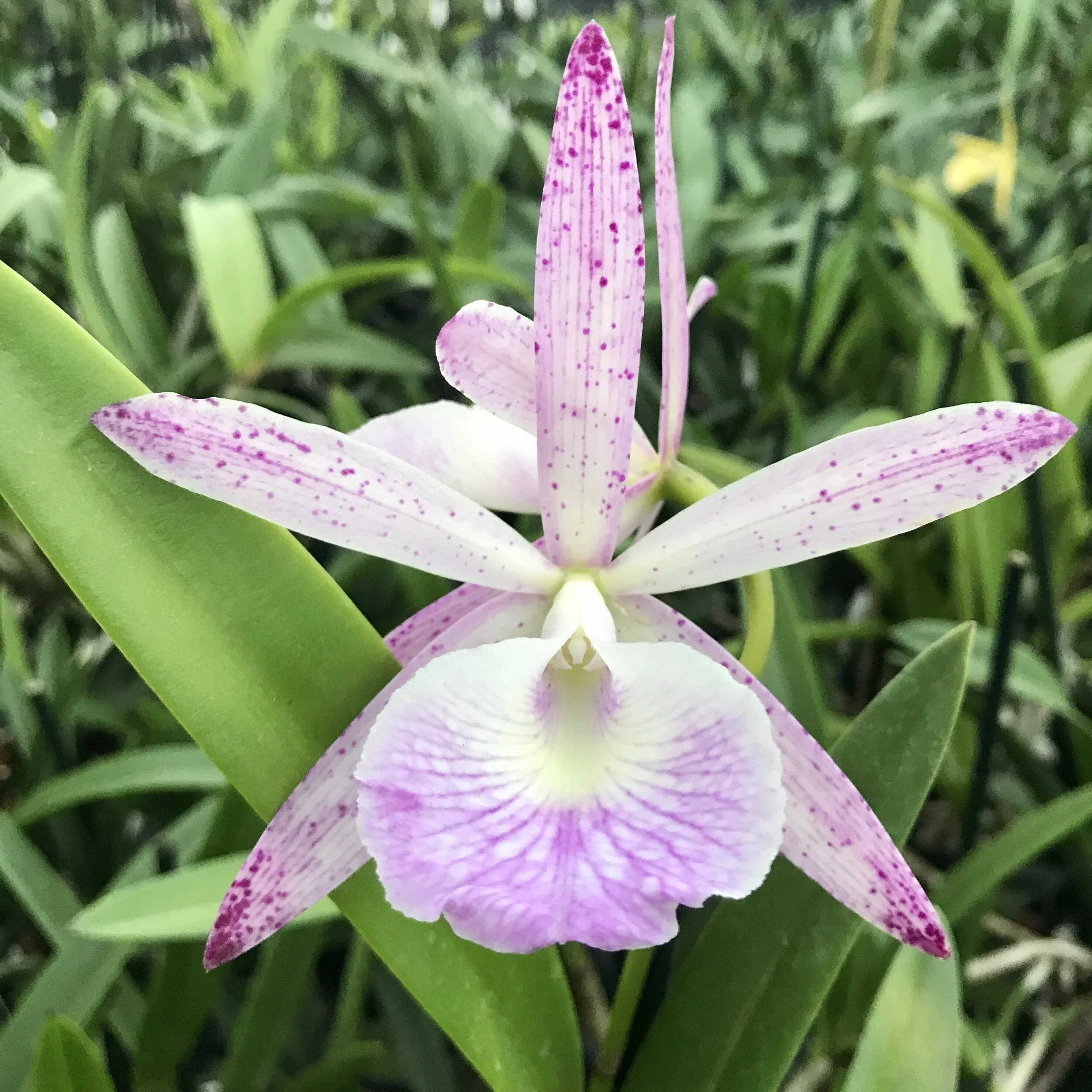 Bc. Walter August — Palmer Orchids Bc. Walter August — Palmer Orchids